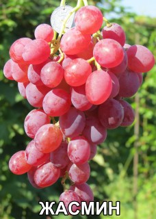 Виноград Жасмин (Воронюк И.Н.)